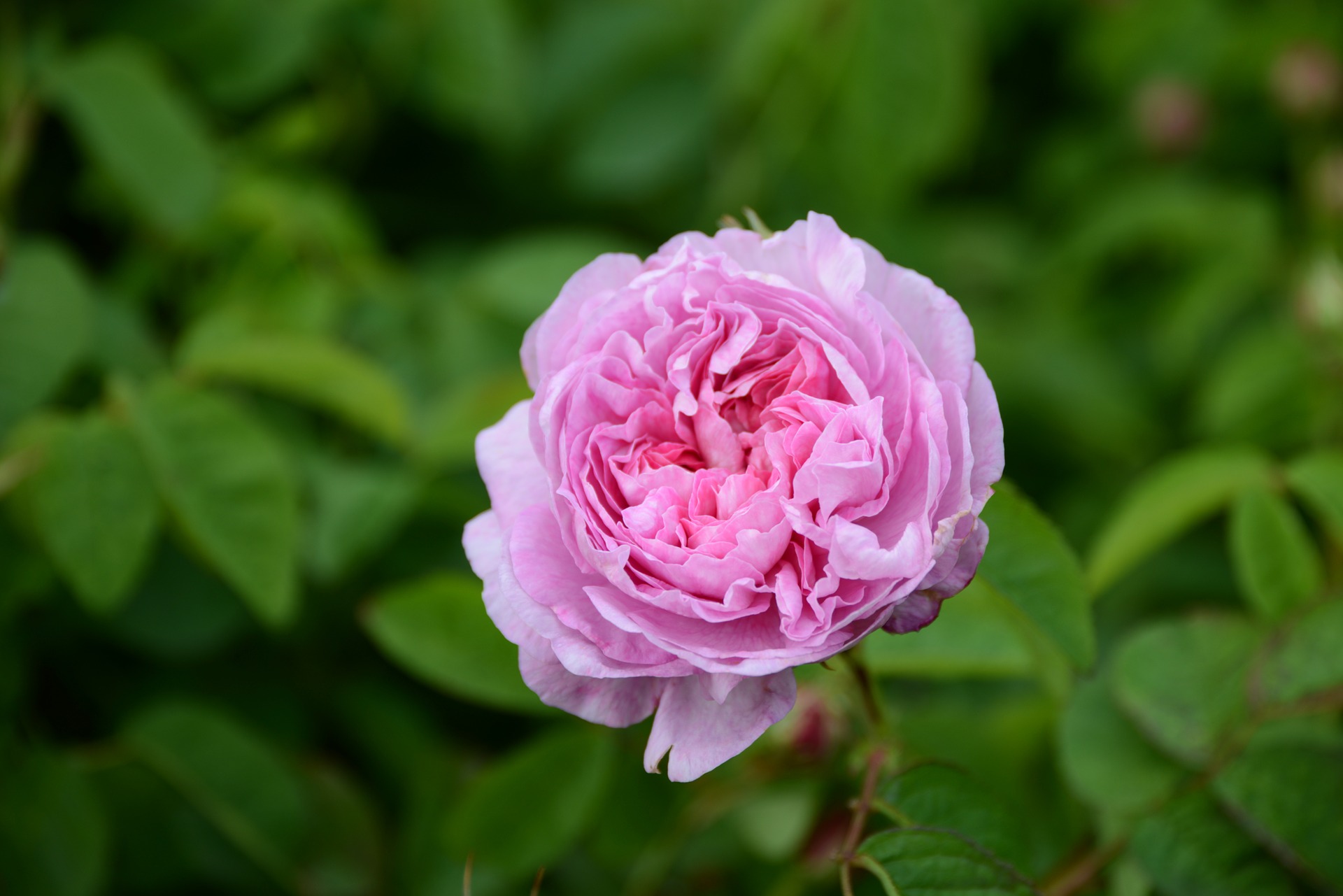 Rose de mai Centifolia