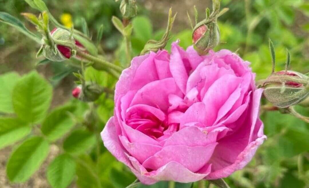 Rose Centifolia image