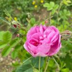 Rose Centifolia image