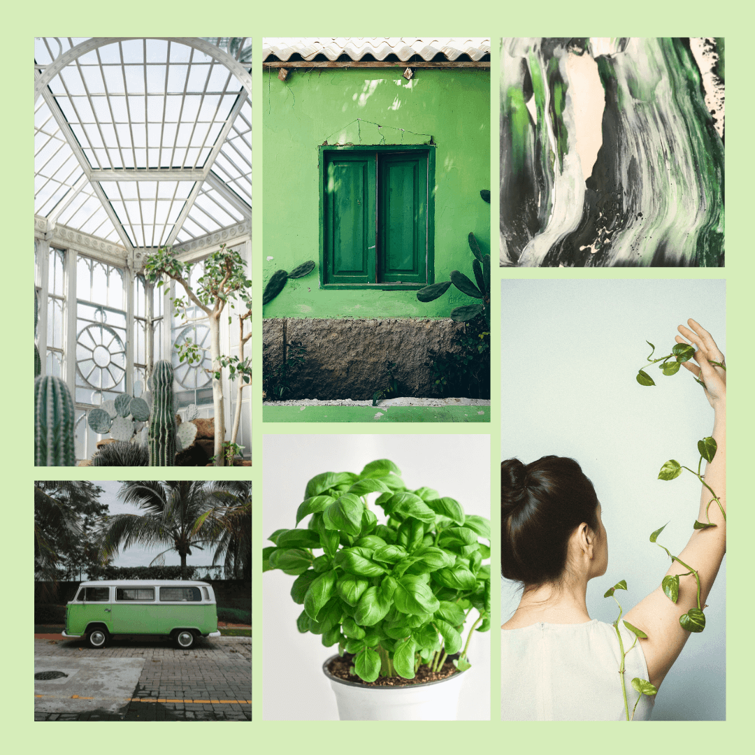 Moodboard olfactif basilic