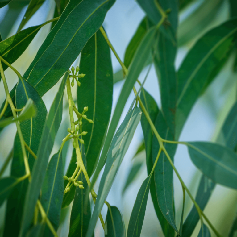 L'Eucalyptus